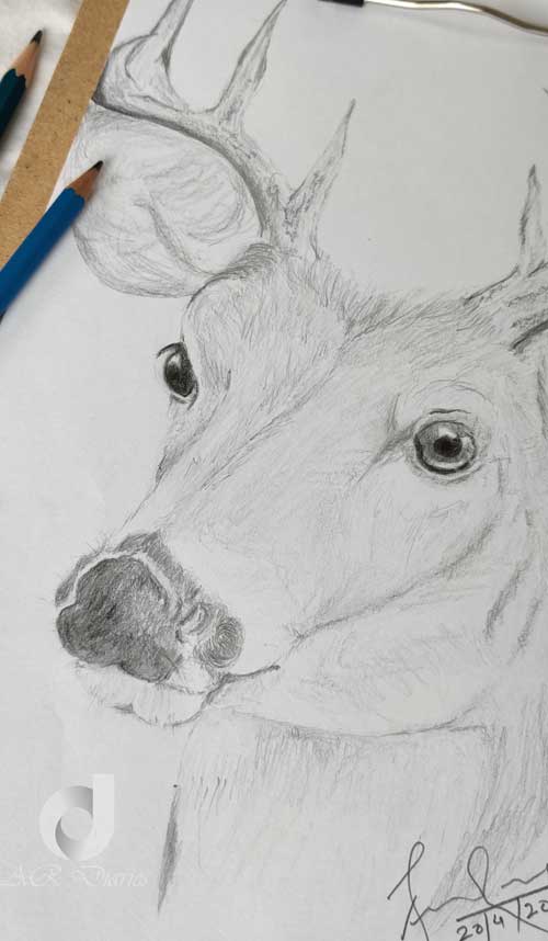 Deer Pencil Sketch – AR Diaries