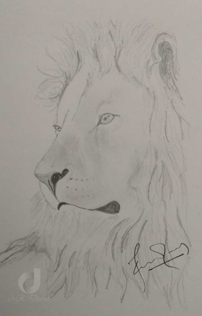 Lion side face – Pencil Sketch – AR Diaries